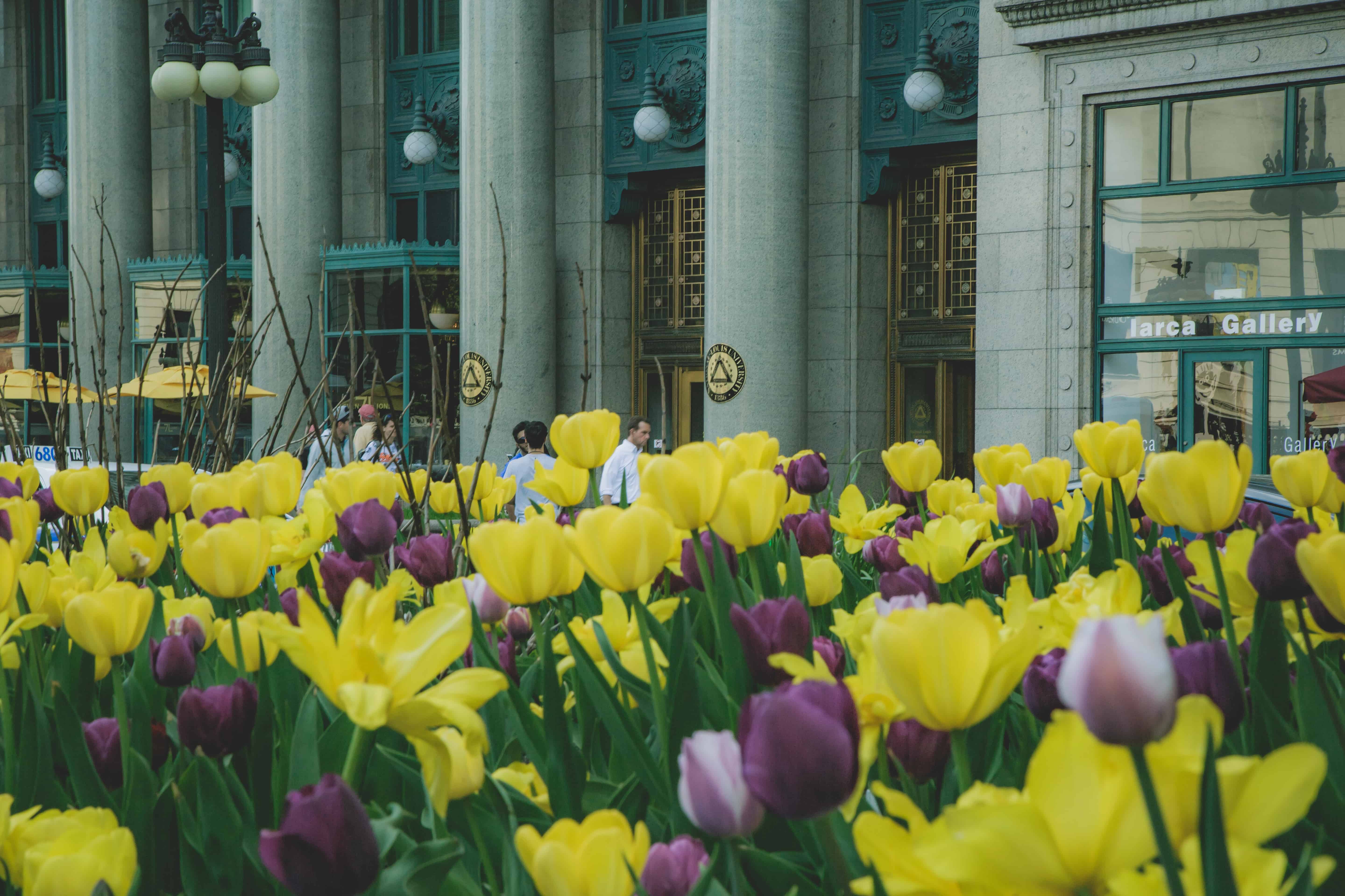 tulips in front of National Louis University in Chicago